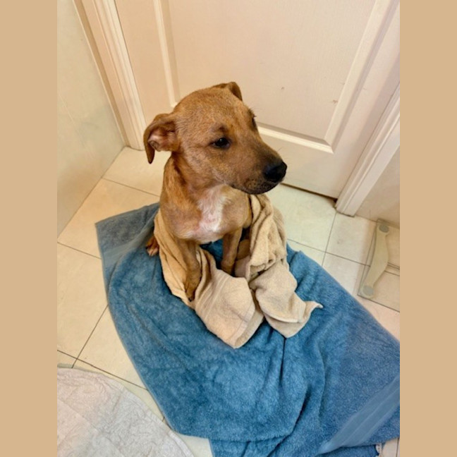 Photo of Hunter   7 Month Old Labrador X Staffy