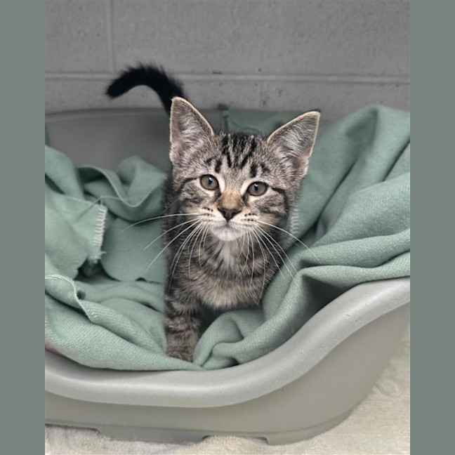 Photo of Peppercorn