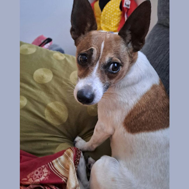 Photo of Cutie Trixie 