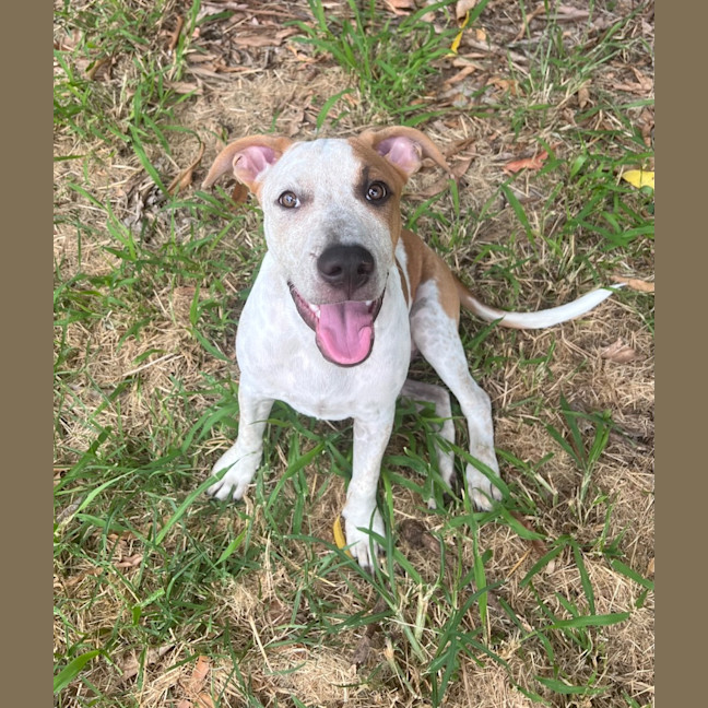 Photo of Charlie (P11)