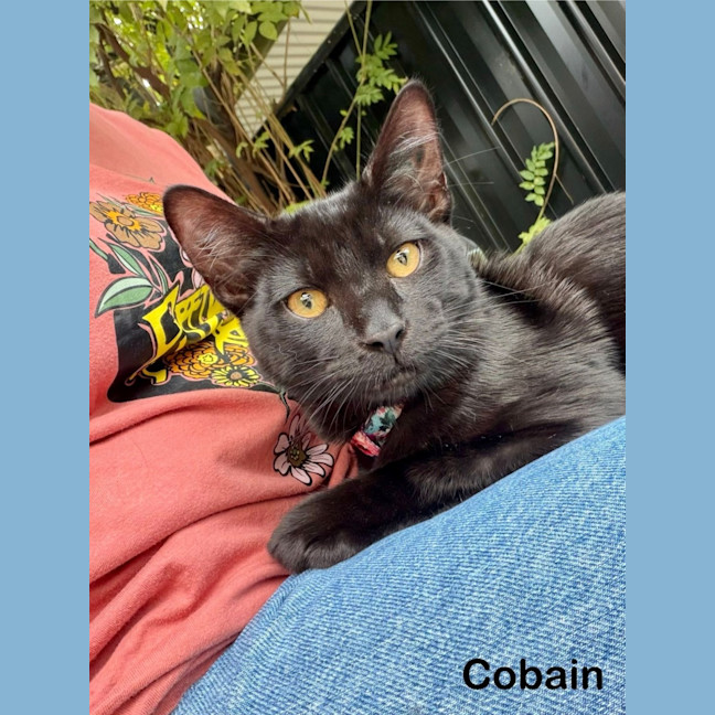 Photo of Cobain