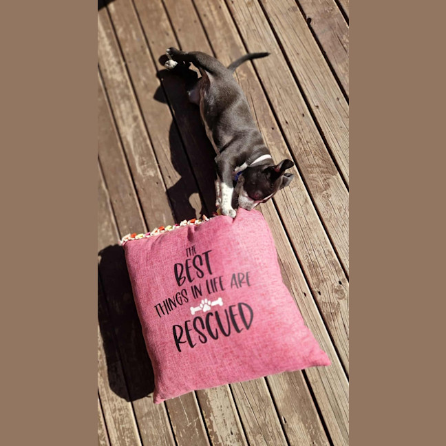 Photo of Maya   9 Week Old Cattle Dog X