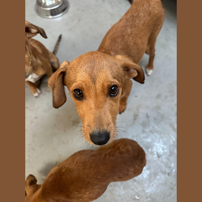 Photo of Toffee