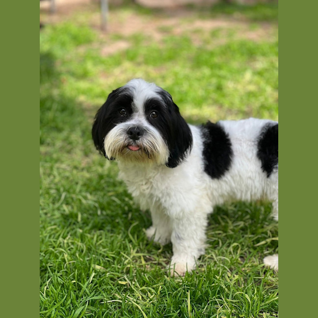 Photo of Herbie 