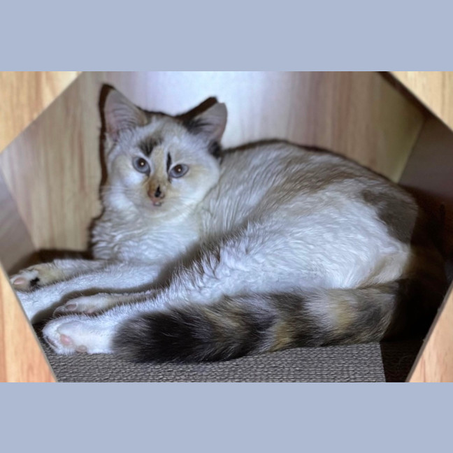 Photo of Indigo (Indi) 