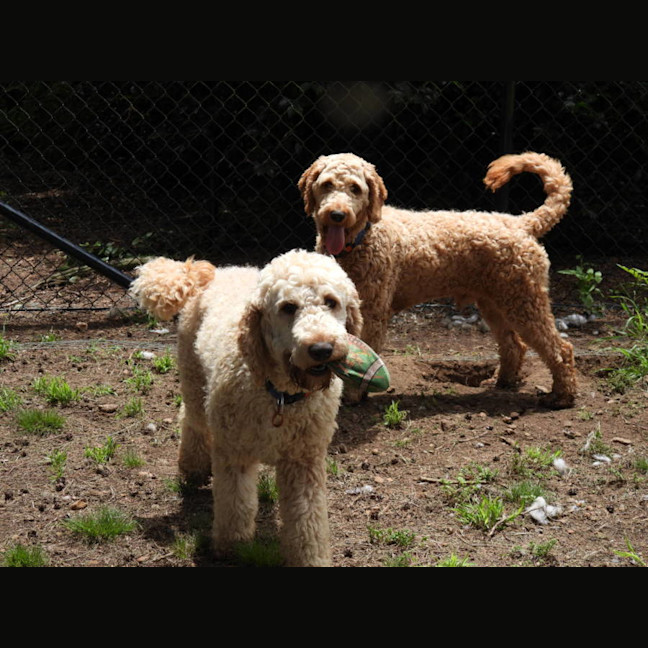 Photo of Kobi And Kane