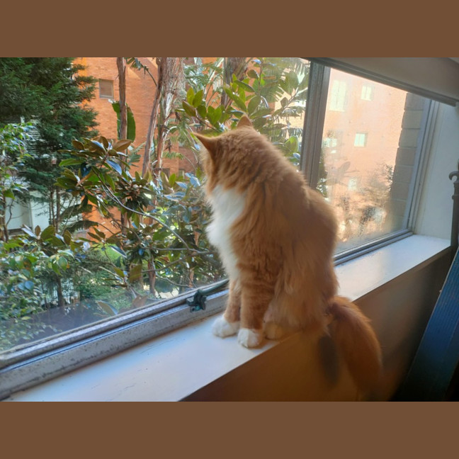 Photo of 🦁 Leo 🦁 
