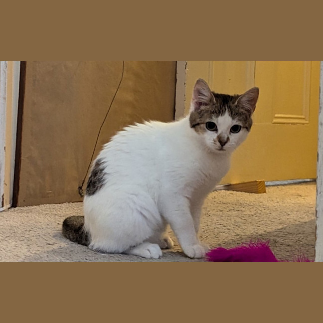Photo of Penny