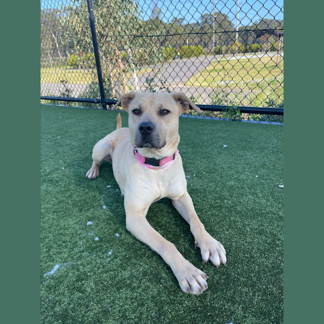 Photo of Alita Imp 1811