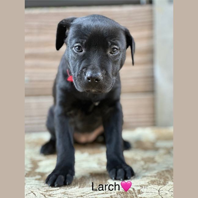 Photo of Larch