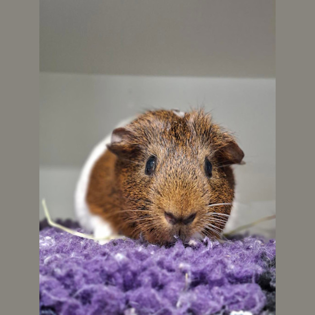 Photo of Cupid (Bonded With Romeo)