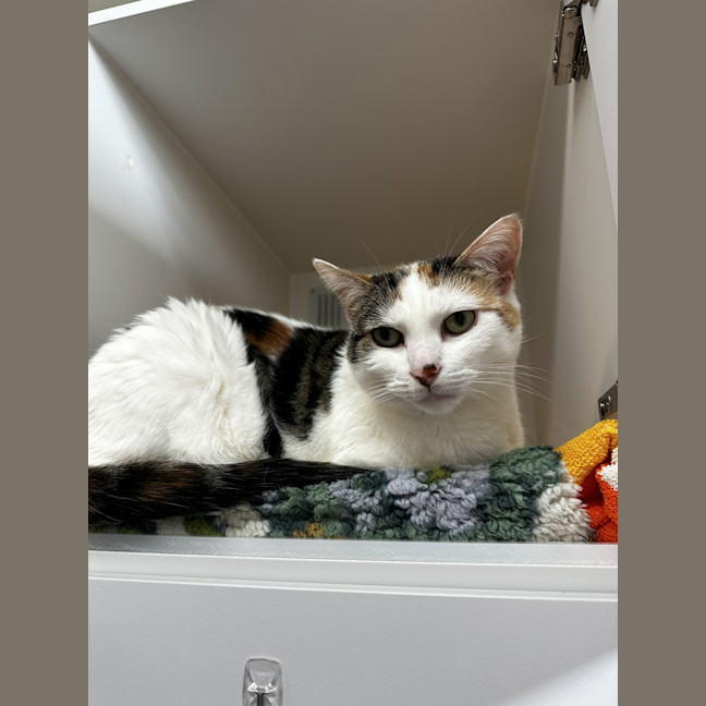 Photo of Dotti