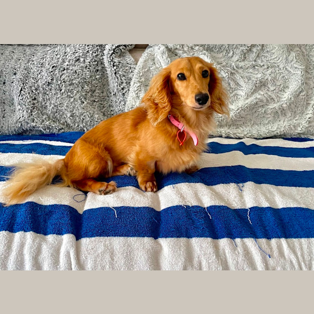 Photo of Sweet Little Rosie 