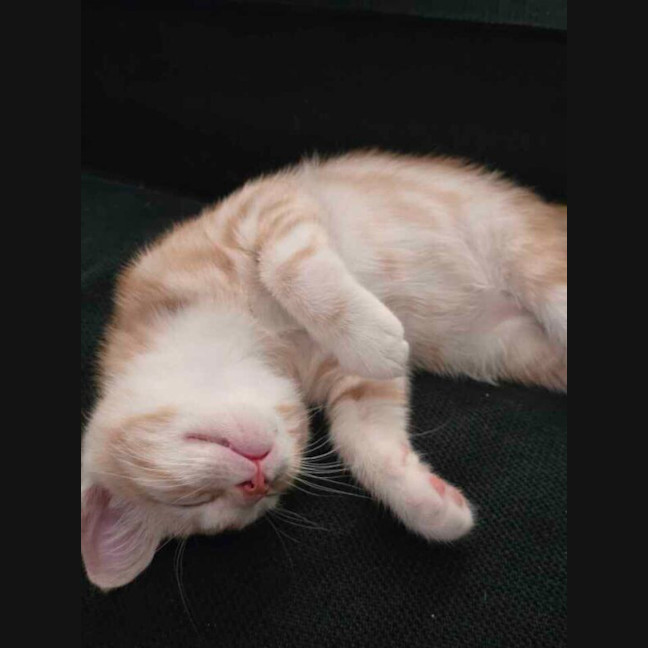 Photo of Barley Sugar