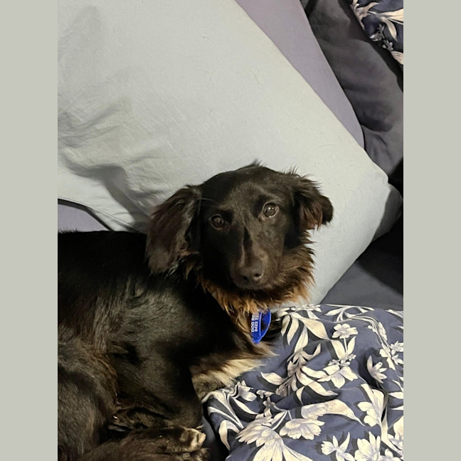 Photo of Socks – 1 Year Old Dachshund