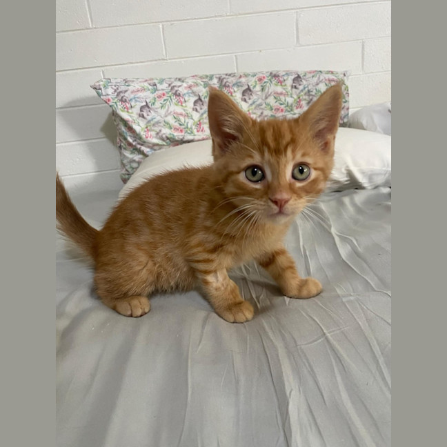 Photo of Hercules   Located In Ashwood