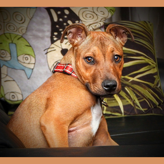 Photo of Lilly (Was Lolly)