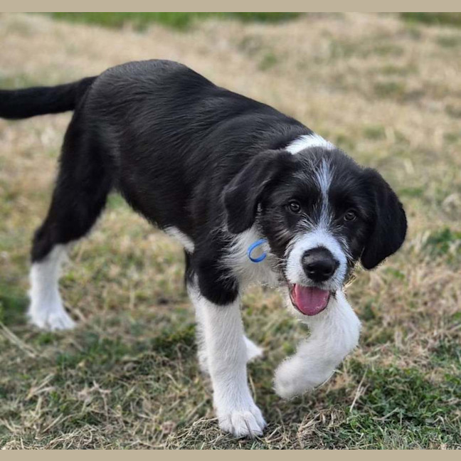 Photo of Sherlock
