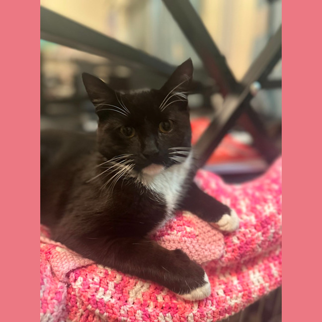 Photo of Bruce   Tuxedo