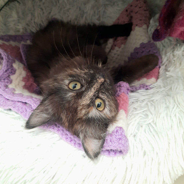 Photo of Hannah Montana