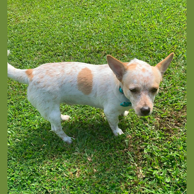 Photo of Rocco