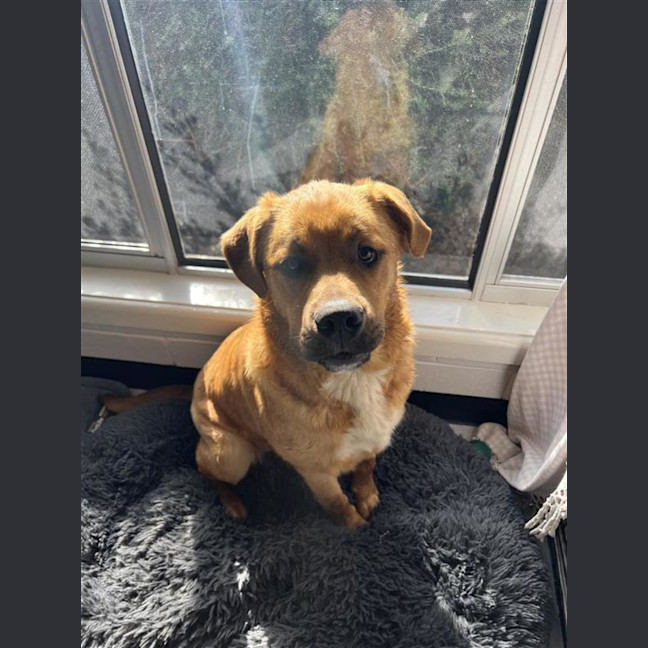 Photo of Barney