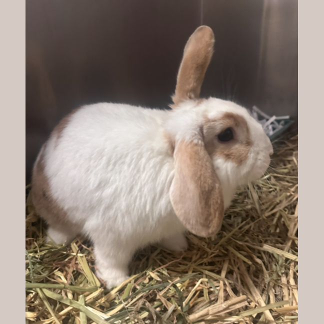 Photo of Lou Lou