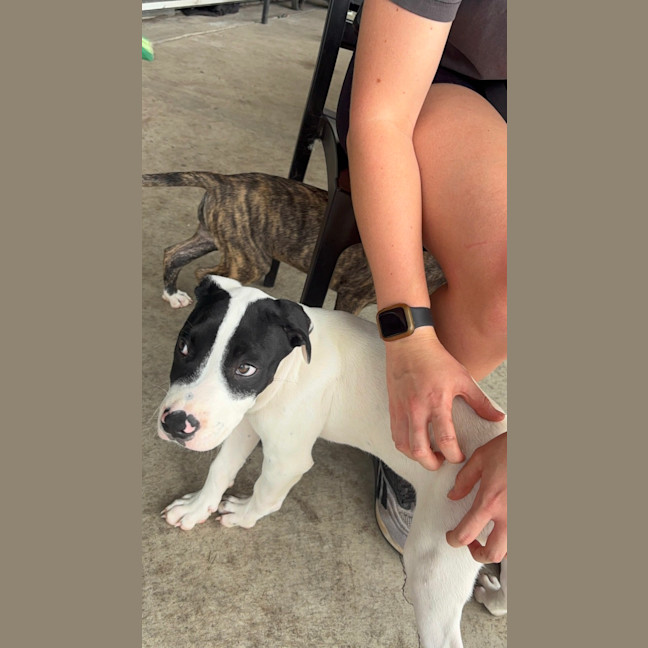 Photo of Cash   3 Month Old Staffy X (On Trial)