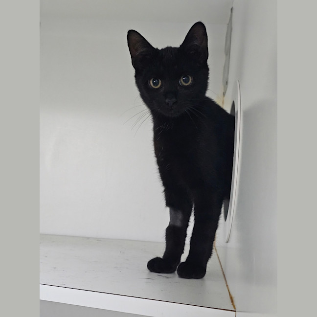 Photo of Charles Townsend