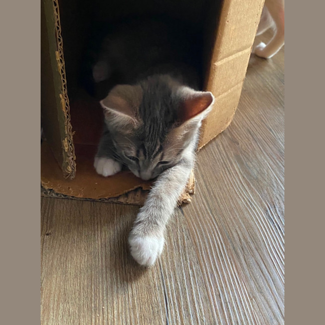 Photo of Jasmine   Meet Me At Petstock Chelsea