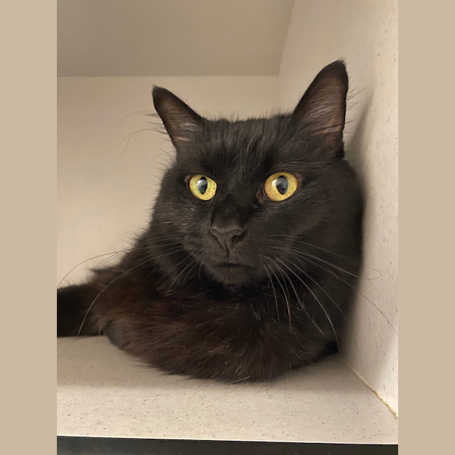 Photo of Luna