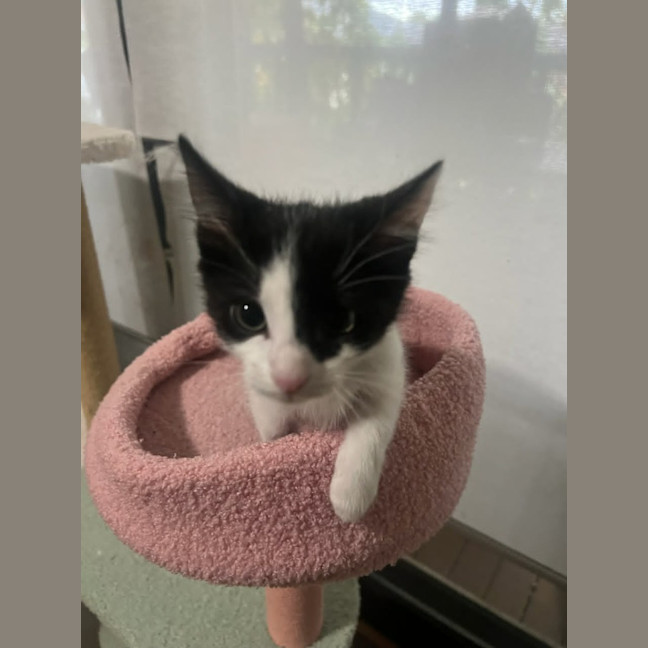 Photo of Rocket