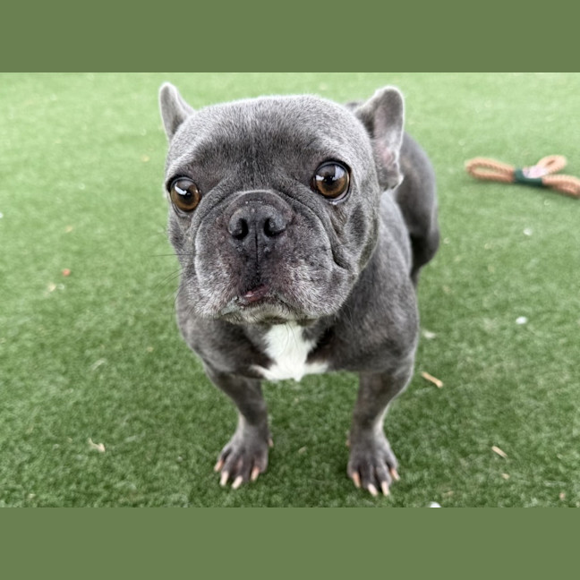 Photo of Sherbie Imp 144