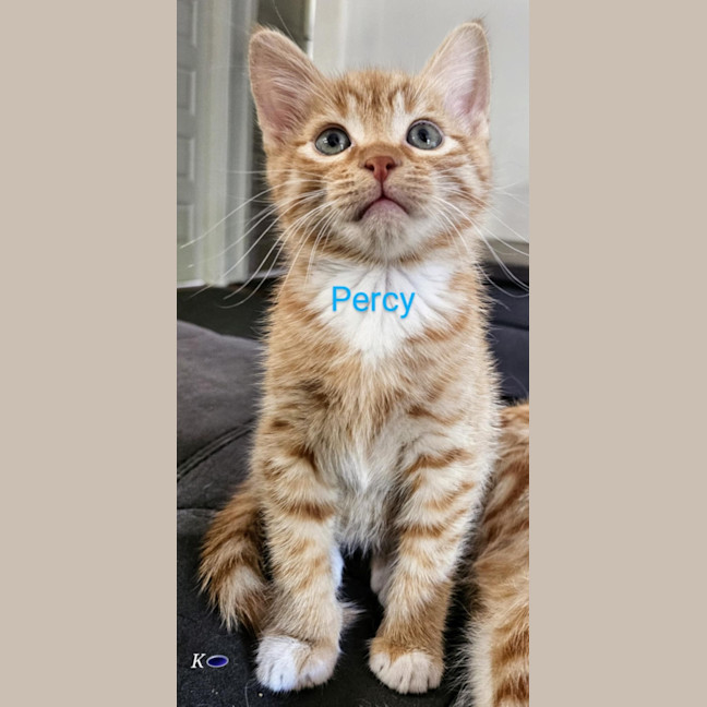 Photo of Percy Meet Me@Petstock Carrum Downs Store