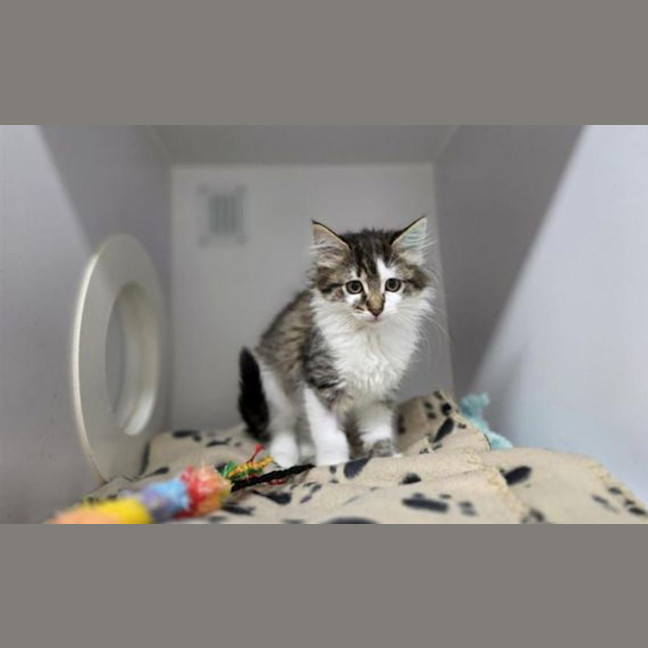 Photo of Kiwi