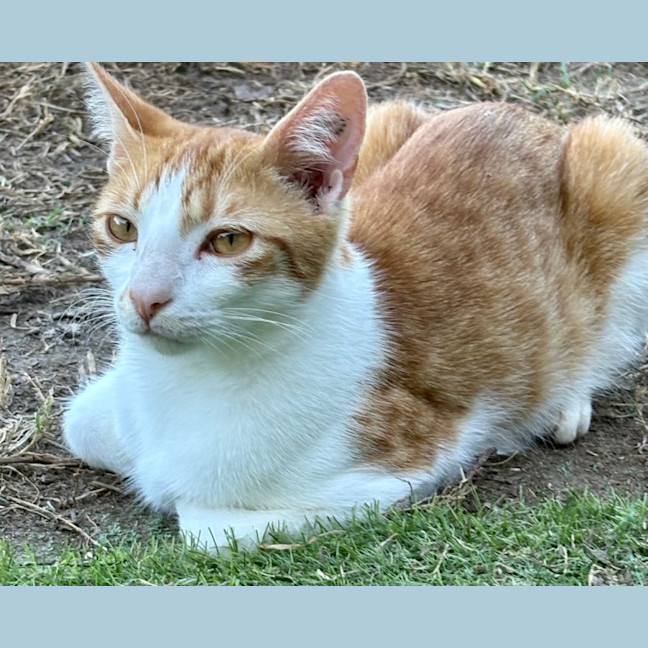 Photo of Sheldon