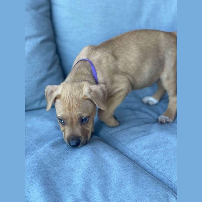 Photo of Bailey