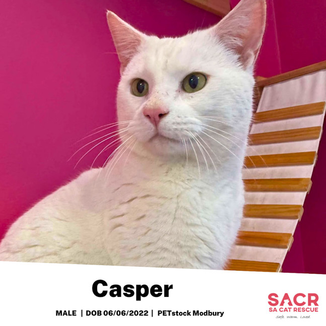 Photo of Casper