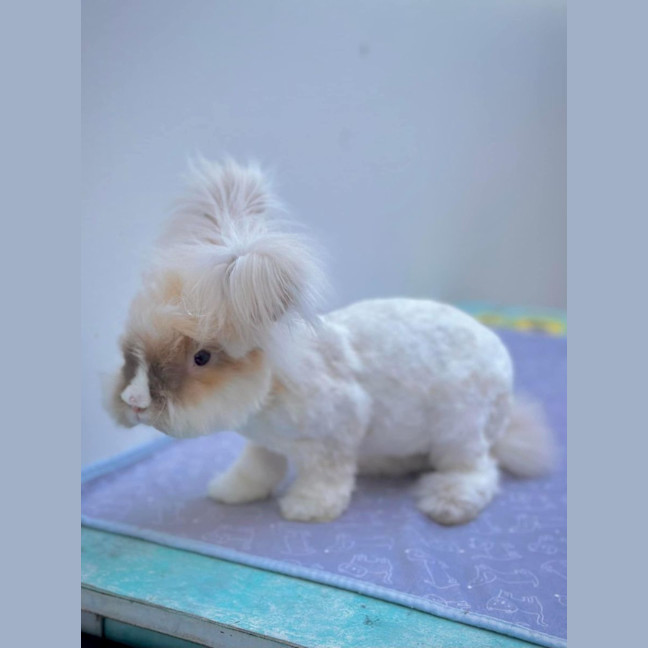 Photo of Gaston And Tolly