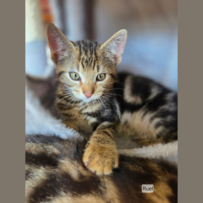 Photo of Lior & Ruel