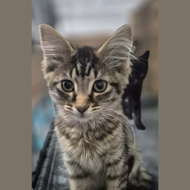 Photo of Chairman Meow