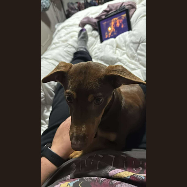 Photo of Banjo