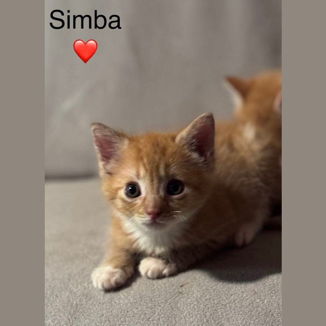 Photo of Simba