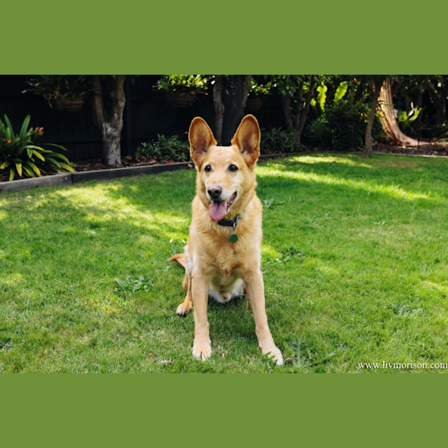 Photo of Teddy Belvedere