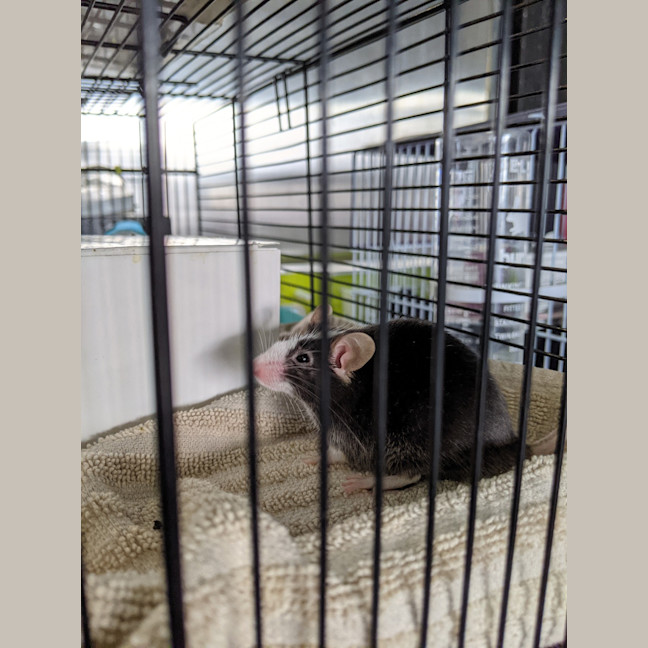 Photo of Spot