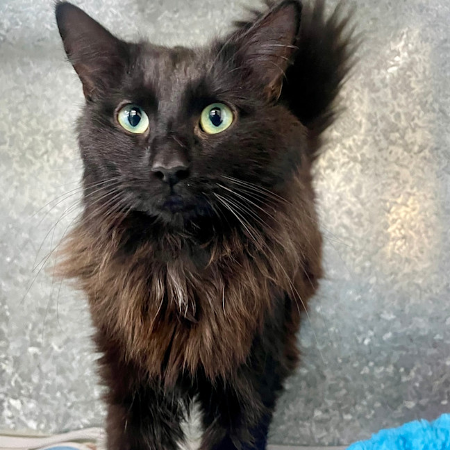Photo of Merlin
