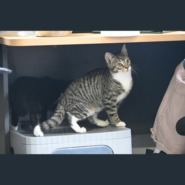 Photo of Indie