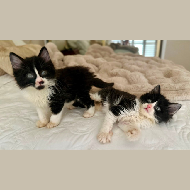 Photo of Charlie And Chaplin 