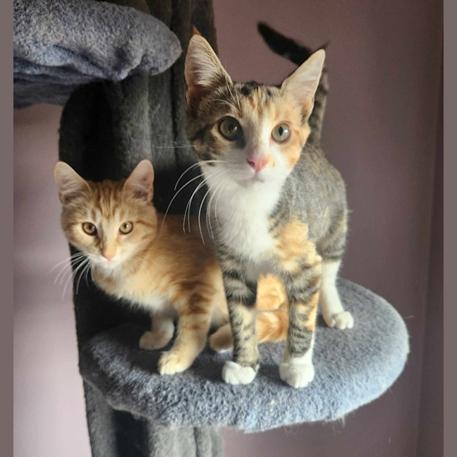 Photo of Lucy   Located In Templestowe