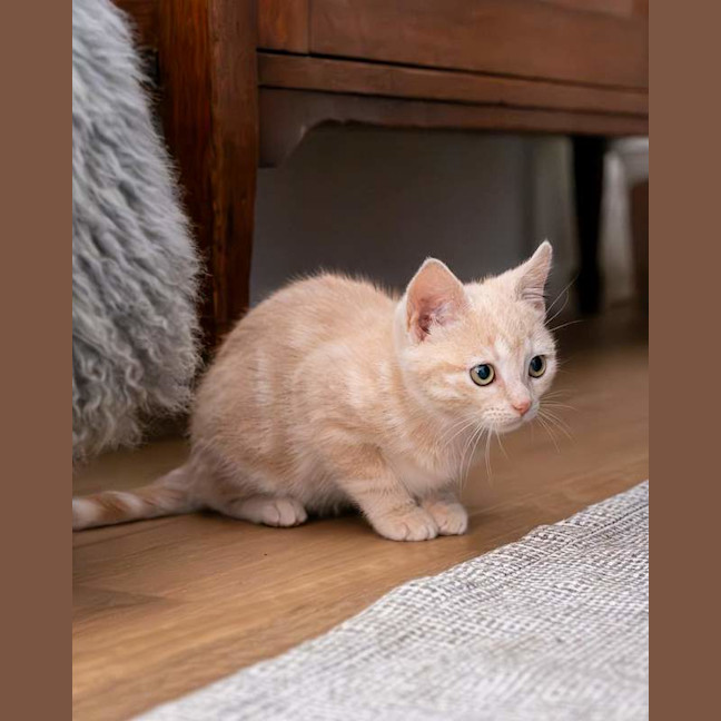 Photo of Toffee